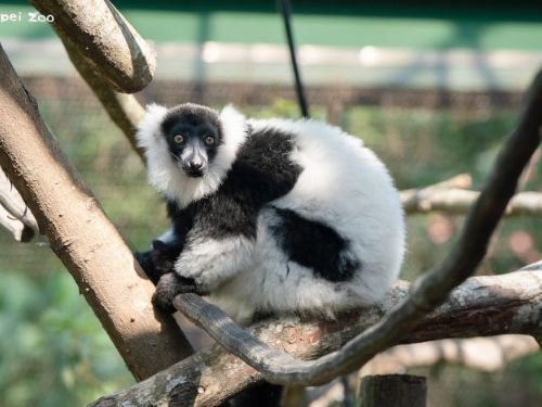 陽光下的跳躍課程——臺北市立動物園狐猴新家正式啟用，孩子與狐猴一起學習探索